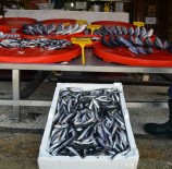 Hamsi Kendini Erken Gösterdi Ama...