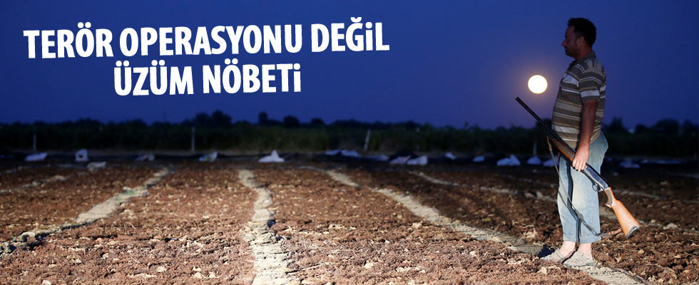 Manisalı çiftçinin 'üzüm nöbeti'