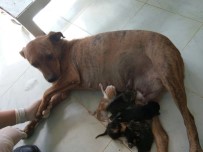 YAVRU KEDİ - Sokak Köpeği 5 Kedi Yavrusunu Emzirerek Annelik Yaptı