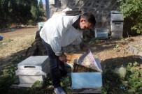 ORGANİK BAL - 2 Milyon Arı Telef Oldu