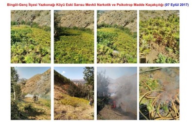 Bingöl'de 1 Milyon 50 Bin Kök Hint Keneviri Ele Geçirildi