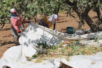 Fıstıkta Verim Arttı, Üreticiyi Çalınma Korkusu Sardı