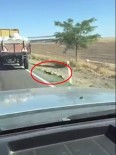 KOZANLı - İple Römorka Bağlanan Köpek Metrelerce Sürüklendi