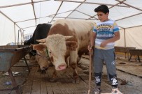 Kayseri, Nevşehir Ve Kırşehir'de 54 Bin 786 Hayvan Kurban Edildi