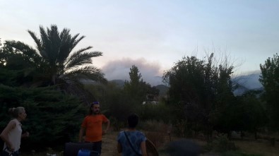 Yangında Mahsur Kalan Sokak Hayvanları Tahliye Edildi