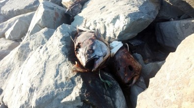 Gürpınar Sahilinde Kilolarca Ağırlığında Beş Orkinos Balığı Bulundu