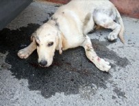 KALDIRIM TAŞI - Hatay'da köpeğe şiddet dehşeti