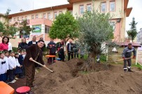 ZEYTİN AĞACI - Anaokulu Bahçesine Asırlık Zeytin Ağacı