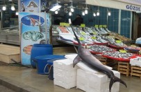 KILIÇ BALIĞI - Dev Kılıç Balığı Şaşırttı