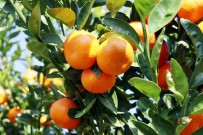 Adana'dan 125 Milyon Liralık Mandalina İhraç Edilecek