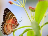 Eski çağlardan kalma kelebek fosilleri bulundu
