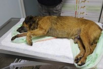 EL BEBEK GÜL BEBEK - Marmaris'te 2 Köpek Zehirlenerek Öldürüldü