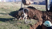 Siirt'te Rögara Düşen İneği İtfaiye Kurtardı
