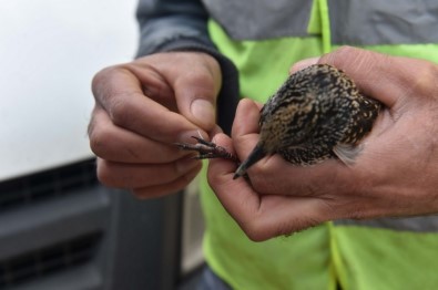 Tüm Çabalar Bir Can İçin