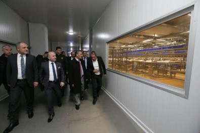 Valilerden Et Entegre Tesisinde İnceleme