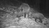 ÇAKAL - Yaban Hayatı Fotokapanlara Takıldı