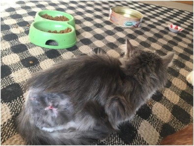 Yaralı Kedi, Hayvan Bakım Evinde Hayata Tutundu