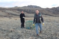 VAŞAK - Yavru Vaşak 'Uysal' Doğaya Bırakıldı