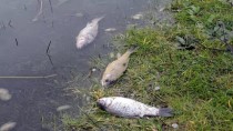 ÖLÜ BALIK - Göletteki Balık Ölümleri İnceleniyor