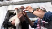 Muğla'da Bir Koyun Beşiz Yavruladı Haberi