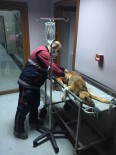 Pendik'te İkinci 'Kuyu' Köpek Olayı