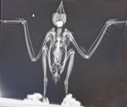 Samsun'da 253 Yaban Hayvanı Tedavi Edildi