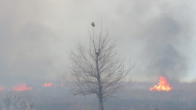 Beyşehir Gölü Sazlığında Yangın