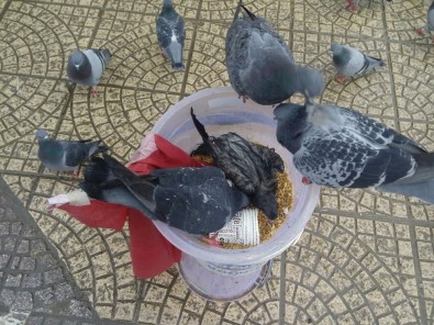 Samsun'da Güvercinlerin Yem Savaşı