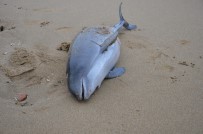 YUNUSLAR - Yunuslar Sahile Vurdu