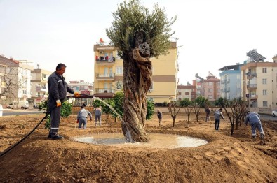 Anadolu Bahçesi'ne 60 Yeni Ağaç