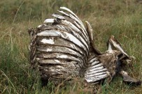 NAIROBI - Afrika'da kentin içinde vahşi yaşam