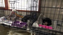 FEVZI UZUN - Tedavi Ettiği Kedilere Mozart Dinletiyor