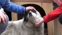 SOKAK KÖPEĞİ - Sokak Köpeği 'Karagöz'e' Esnaftan Sıcak Yuva