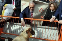 AHMET EŞREF FAKıBABA - Bakan Fakıbaba Çoban Abası Giydi, Kuzuları Besledi