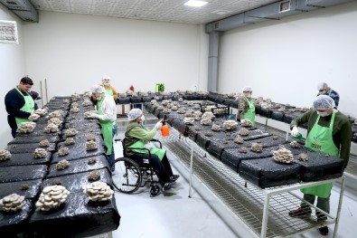 Mantar Üreterek Hem Terapi Görüyor Hem De Meslek Öğreniyorlar