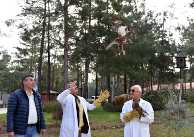 Tedavi Edilen Karga, Baykuş Ve 2 Şahin Doğaya Salındı