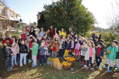 Ekolojik Kreş Öğrencilerinden Portakal Hasadı