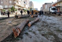 KURUDERE - Salihli'de Çürüme Nedeniyle Tehlike Oluşturan Ağaçlar Kesildi