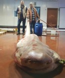 KÖPEKBALIĞI - Antalya'da Balıkçıların Ağına Canavar Takıldı