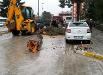 ÇAM AĞACI - Denizli'de Fırtına Çam Ağacını Yıktı