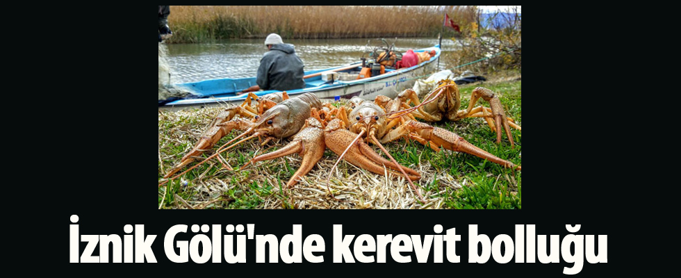 İznik Gölü'nde kerevit bolluğu