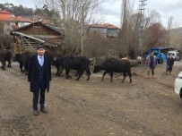 BÜLENT KORKMAZ - Kızılcahamam'da Buzağı Ölümlerine Son
