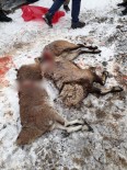 DAĞ KEÇİSİ - Koruma Altındaki Keçileri Vurdular, Suçüstü Yakalandılar