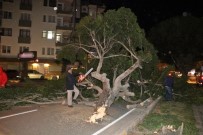Antalya'da Şiddetli Rüzgar Ağaçları Kökünden Söktü