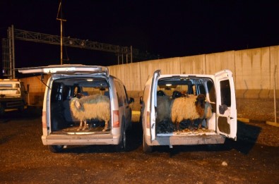 Diyarbakır'da Hayvan Hırsızları Yakalandı