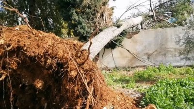 Gazze'de Fırtına Ağaçları Kökünden Söktü