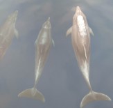 BELEK - Yunuslar Meteoroloji Şamandıra Kurulumuna Eşlik Etti