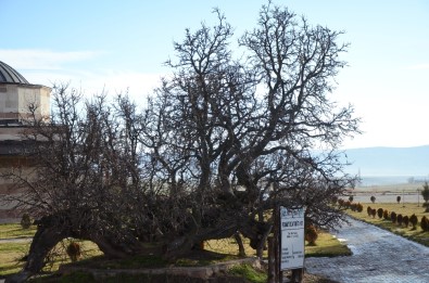 850 Yaşındaki Karadut Ağacı Hâlâ Meyve Veriyor