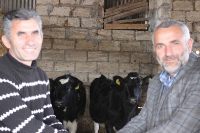 Azerbaycan'daki Süt Sığırcılığının Geliştirilmesi Projesi 3'Üncü Yılını Doldurdu