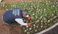 BADEMLER KÖYÜ - Bademler'in Çiçeği Karşıyaka'da Açıyor